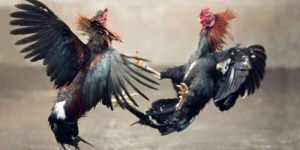 Cách Nuôi Gà Đá Chân Mạnh - Bí Quyết Huấn Luyện Thần Kê 7 cách nuôi gà đá chân mạnh